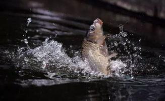 午夜钓鱼吃瓜视频,揭秘夜钓乐趣与神秘瓜界