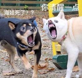 瓜哥吃瓜奇葩狗狗视频在线观看,揭秘狗狗界的搞笑瞬间