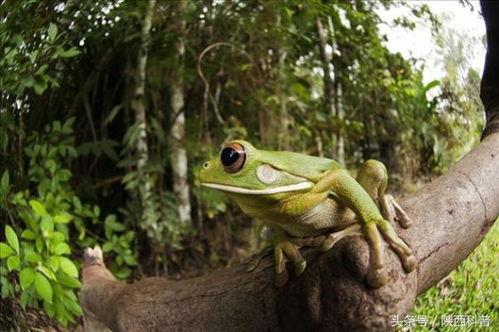 卖崽蛙围观吃瓜视频,一场网络现象的狂欢