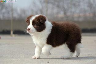 边牧可以吃生瓜吗视频,安全与营养的平衡