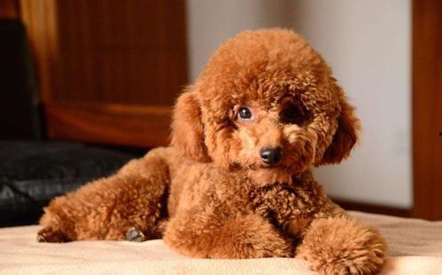 泰迪狗可以吃沙白瓜吗视频