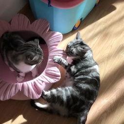 喵小吉吃瓜视频,揭秘娱乐圈幕后故事