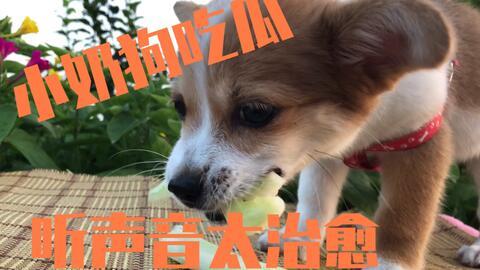 狗狗的吃瓜视频在线观看,狗狗欢乐吃瓜瞬间回顾