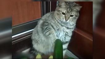 一边吃瓜一边摸小猫视频,温馨日常萌态十足