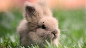 兔子们吃瓜的视频,欢乐时光瞬间捕捉